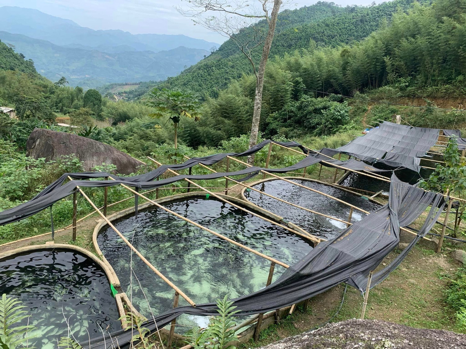 Mô hình nuôi cá hồi, cá tầm trên đỉnh núi Pù Lầu của chàng thanh niên người Dao Đặng Hành Dũng - Ảnh: NVCC