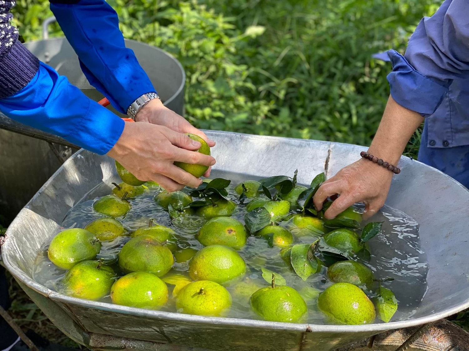 Cam VietGap của trang trại Hoàng Thanh Bình (thôn Quang Lộc, xã Hương Bình, thị xã Hương Trà) Nguồn: ITN 