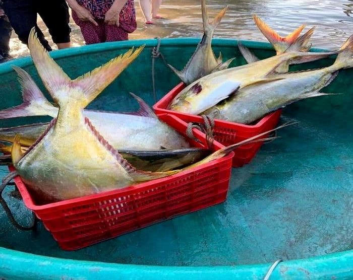 Ngư dân trúng mẻ cá chim vây vàng, thu về 600 triệu đồng sau một đêm -0