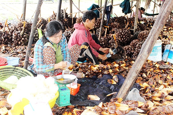 Người dân chẻ cơm dừa nước bán gần Khu du lịch Bò Cạp Vàng, huyện Nhơn Trạch