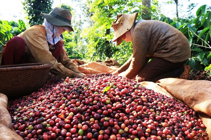 Hiện cà phê xuất khẩu chỉ ở dạng thô chưa qua chế biến nên giá trị gia tăng chưa cao