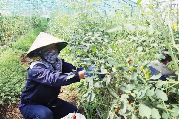 Trồng cà chua ứng dụng công nghệ cao ở Đồng Nai Ảnh: ITN
