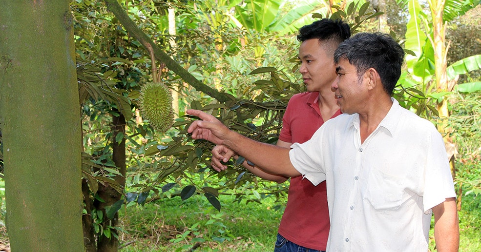Sản xuất sầu riêng sạch tại Tổ hợp tác sầu riêng Xuân Quế (xã Xuân Quế, huyện Cẩm Mỹ). Ảnh: ITN 