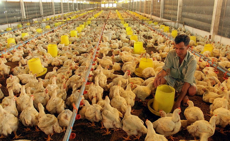 Đồng Nai với 2 vật nuôi chủ lực là heo và gà, chăn nuôi trang trại chiếm khoảng 90%. Nguồn: ITN