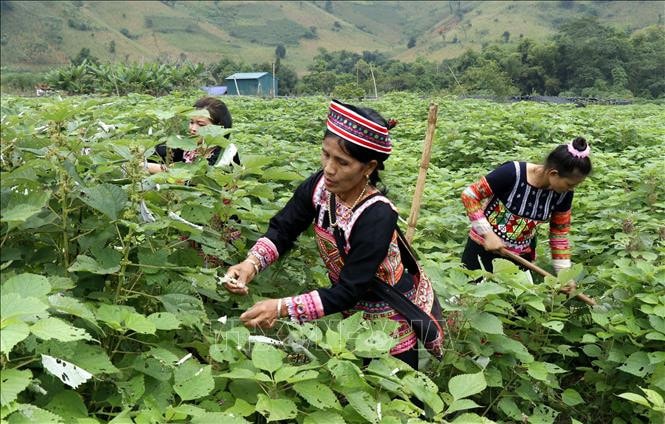 Khát vọng phát triển và bình đẳng cho phụ nữ dân tộc thiểu số - Ảnh: TTXVN