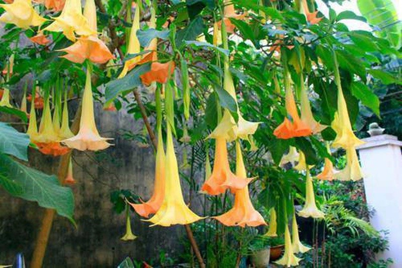 Ăn hoa chuông xào trứng, 8 người nhập viện khẩn cấp do bị ngộ độc -0