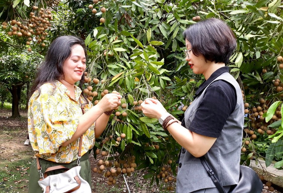 Hưng Yên tìm kế hút khách trải nghiệm vườn nhãn -0