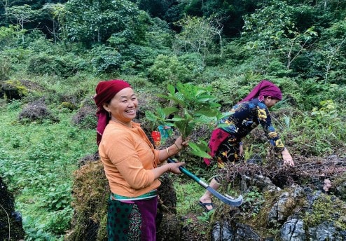 Tạo dựng môi trường thực hành chăm sóc và bảo tồn đa dạng các cây thuốc nhuộm 