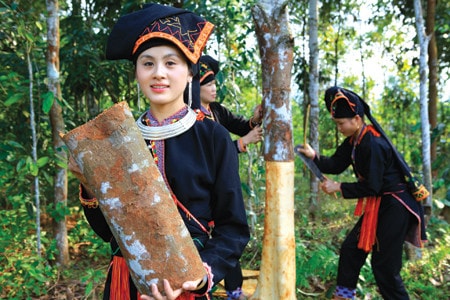 Đồng bào Dao xã Viễn Sơn, huyện Văn Yên, Yên Bái thu hoạch quế. Nguồn: Báo Yên Bái 