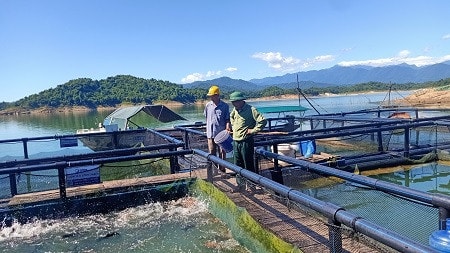 Nuôi cá lồng trên đập Ngàn Trươi - Ảnh: TTKNHT