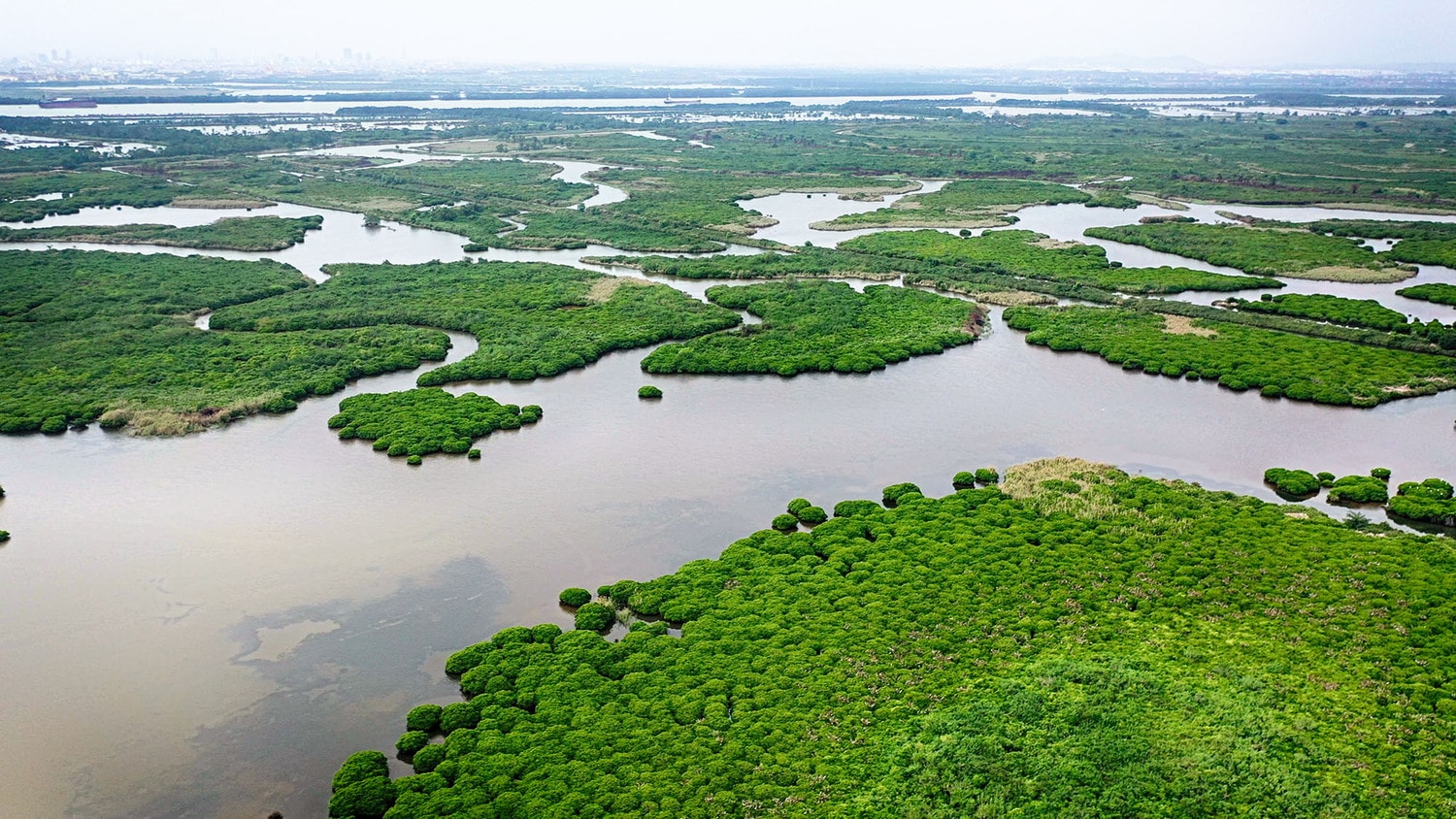 Rừng ngập mặn ở Quảng Yên, Quảng Ninh Ảnh: Hùng Sơn
