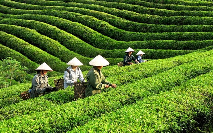 Phát huy truyền thống quê hương cách mạng, người dân Tuyên Quang nỗ lực vươn lên trong cuộc sống - ẢNH THÀNH CÔNG