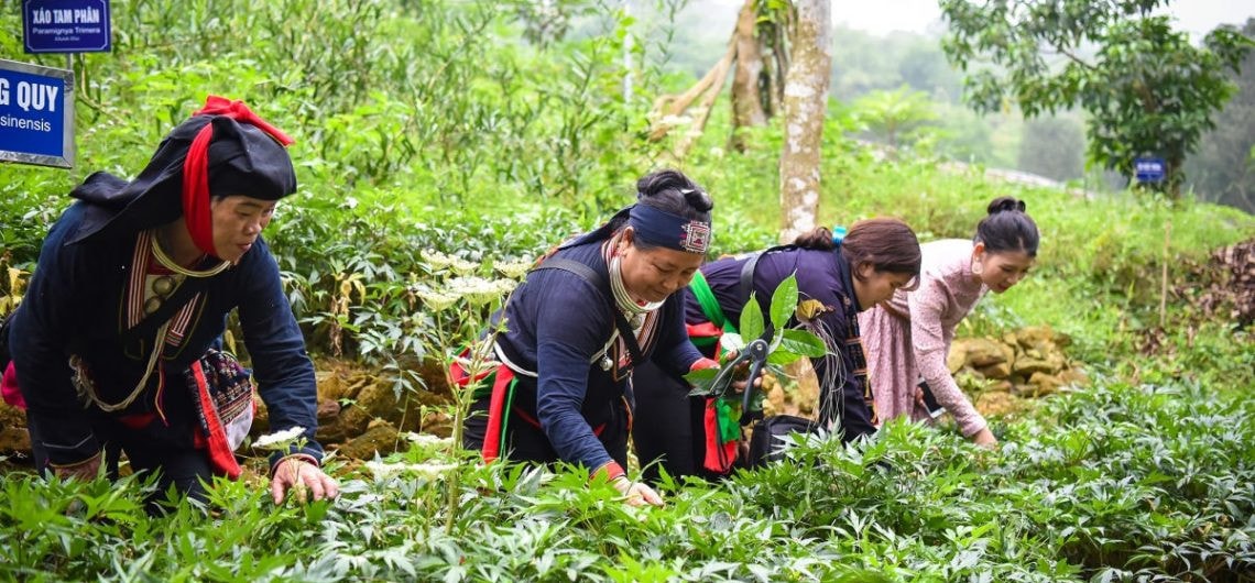 Nhờ ứng dụng hiệu quả khoa học, kỹ thuật trồng cây dược liệu đã giúp nhiều hộ dân tộc huyện Tam Đảo thoát nghèo