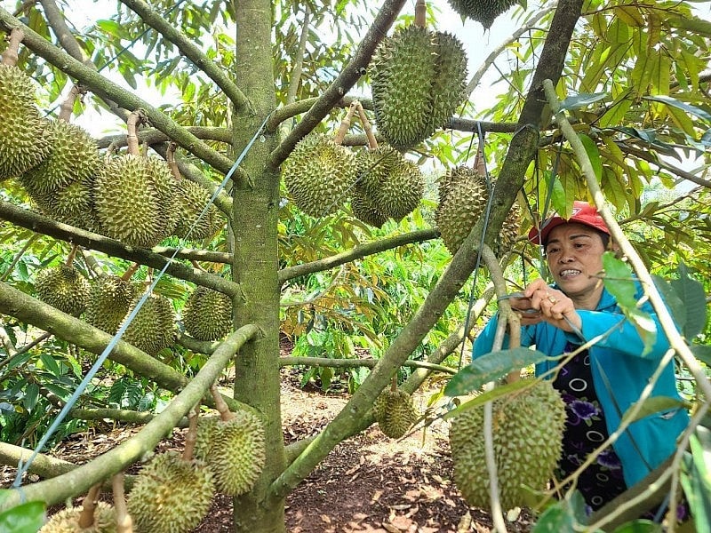 Đăk Lăk xây dựng thương hiệu “Sầu riêng Cư M’gar” -0