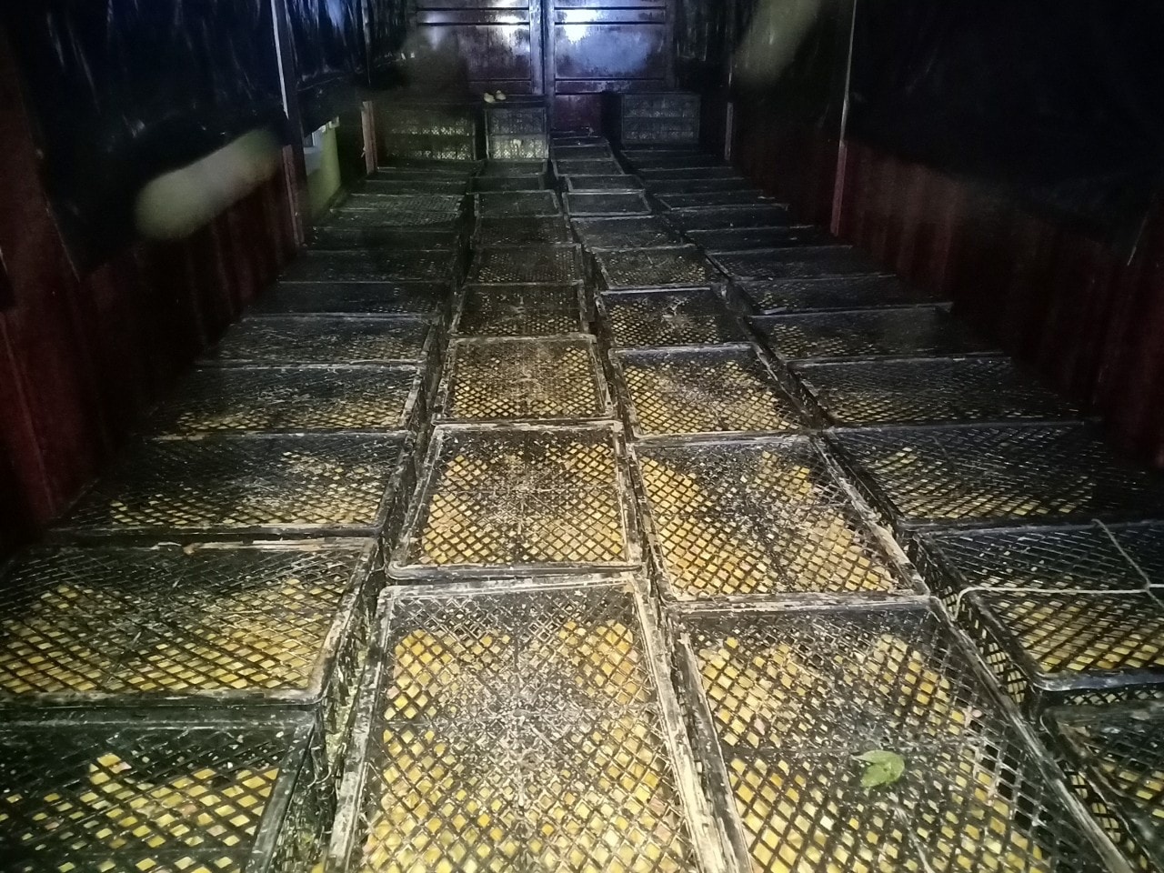 Lạng Sơn: Thu giữ hơn 18.000 con vịt giống không rõ nguồn gốc xuất xứ -0
