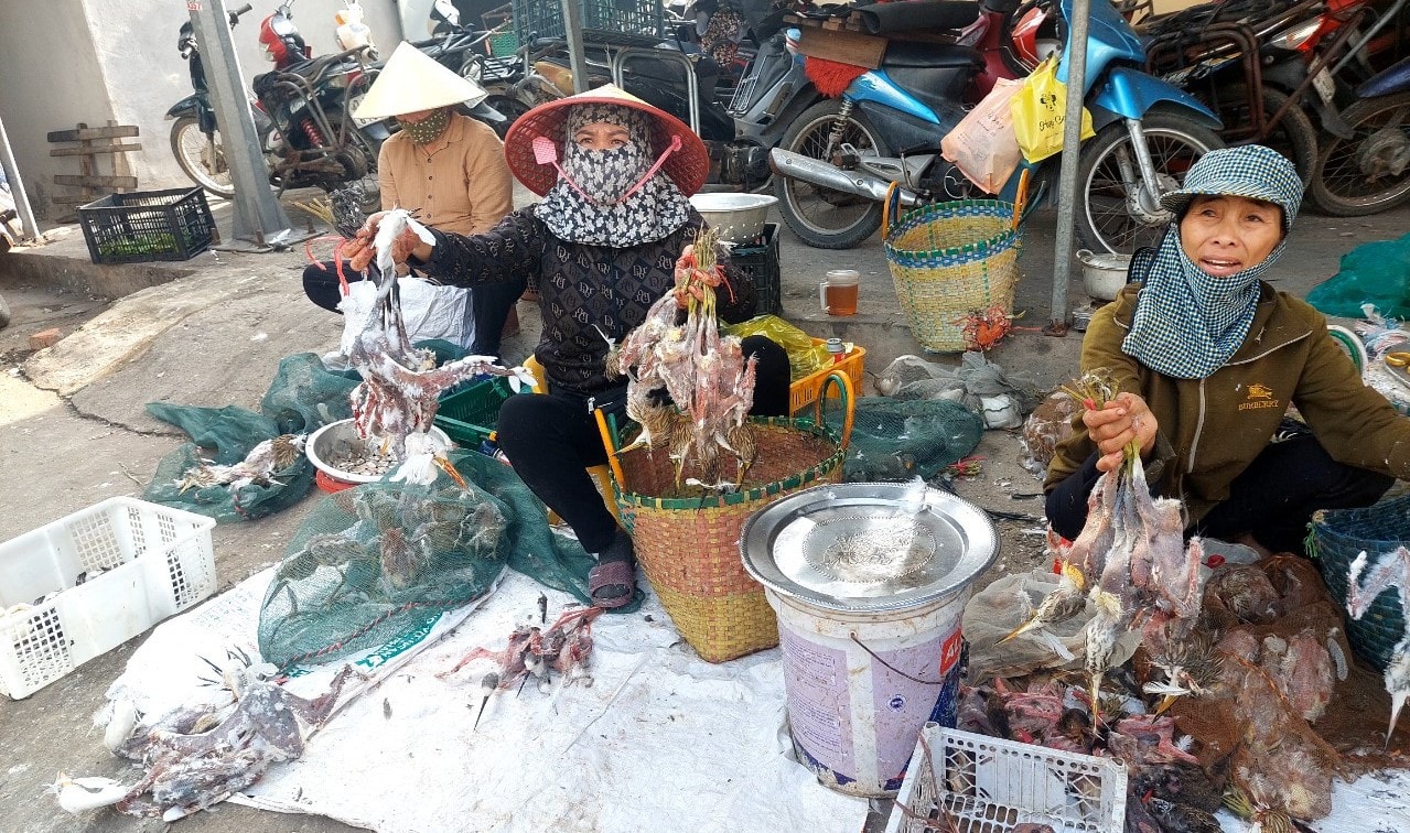 Chọc mù mắt chim mồi, giăng “thiên la địa võng” để tận diệt chim trời -0