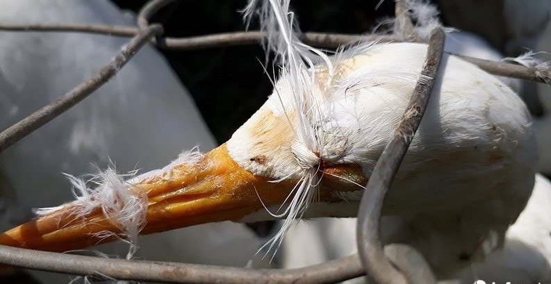 Chọc mù mắt chim mồi, giăng “thiên la địa võng” để tận diệt chim trời -0