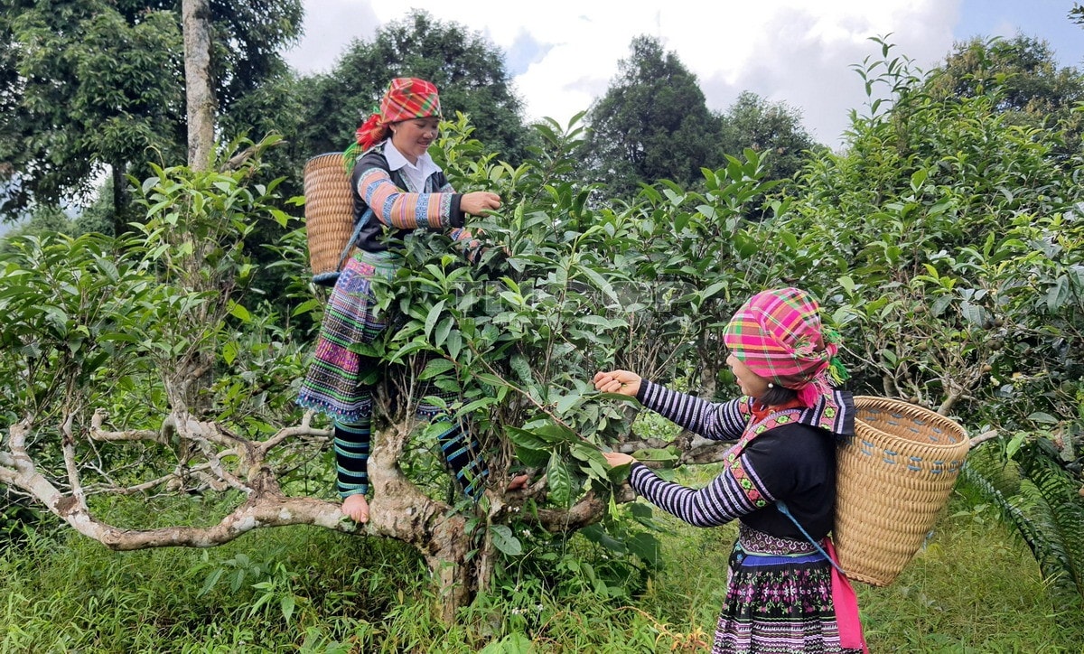 Cây trà cổ thụ với cách thu hái khác nhau sẽ chế biến được thành các sản phẩm trà khác nhau, đem lại giá trị cao gấp 10 - 15 lần so với trước. Ảnh: ITN