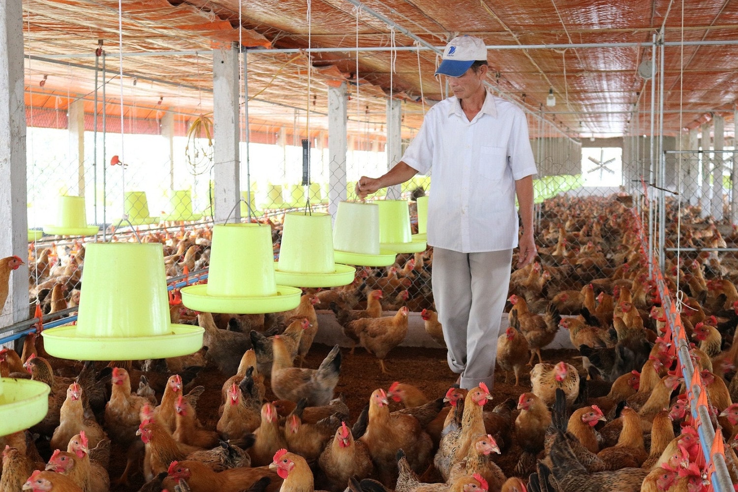 Các địa phương đang hướng đến nền nông nghiệp hiệu quả, bền vững, tích hợp đa giá trị. Ảnh: ITN