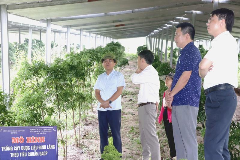 Đoàn công tác Sở Khoa học và Công nghệ Hà Tĩnh kiểm tra mô hình trồng cây đinh lăng làm dược liệu mang lại hiệu quả kinh tế cao
