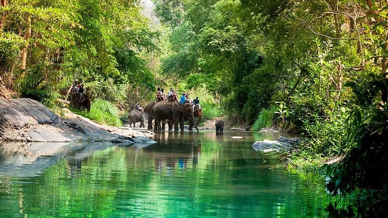 Anh quyết tâm bảo Vệ động vật được sử dụng trong du lịch -0