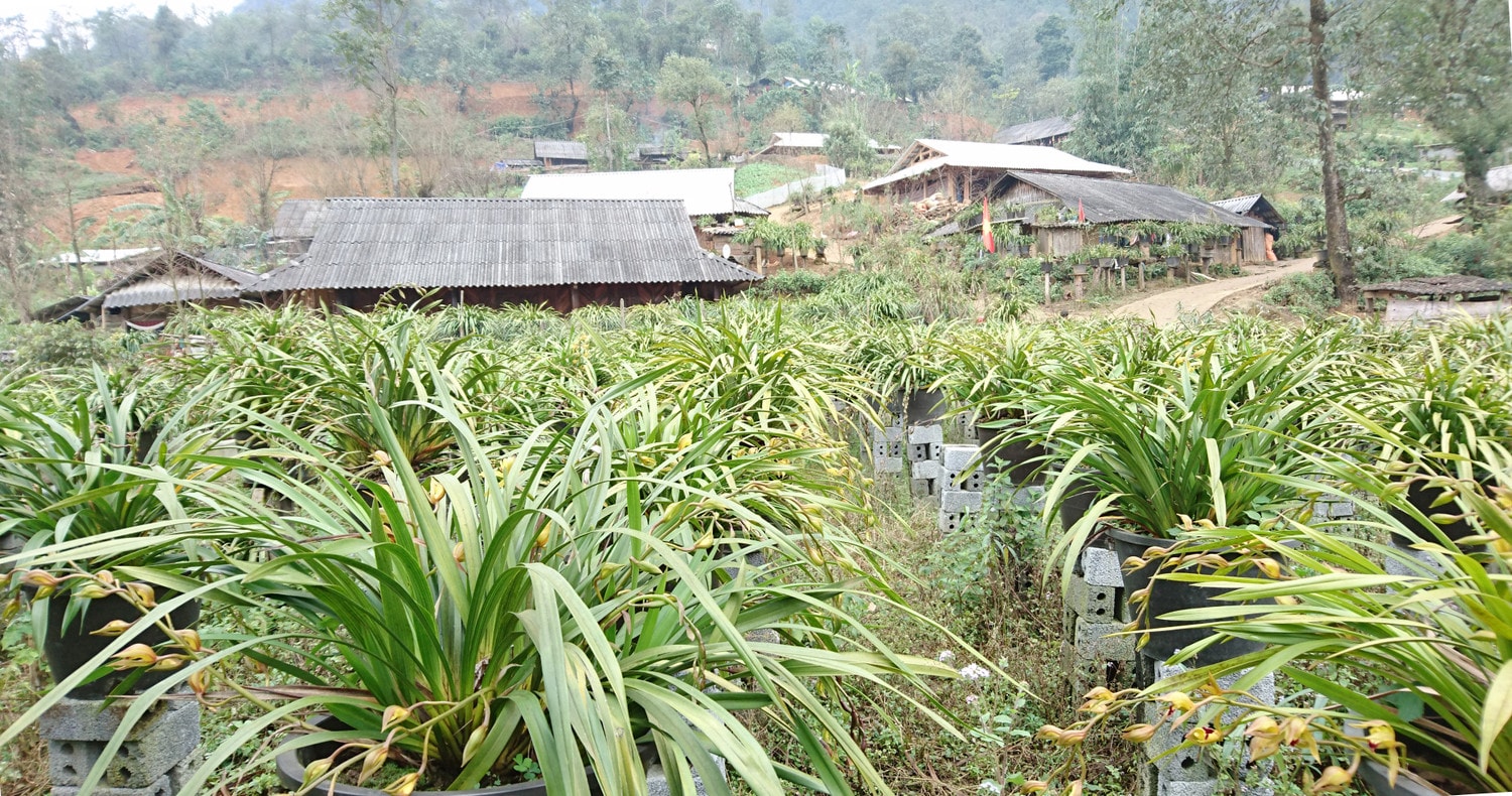 Vườn hoa địa lan xã Sin Suối Hồ, huyện Phong Thổ, Lai Châu. Ảnh: dulich.laichau.gov