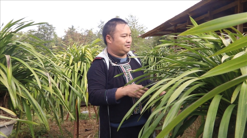 Anh Vàng A Dủng, thôn Sín Chải, xã Hoàng Liên, Sa Pa, chăm sóc vườn cây hoa địa lan. Ảnh: NVCC