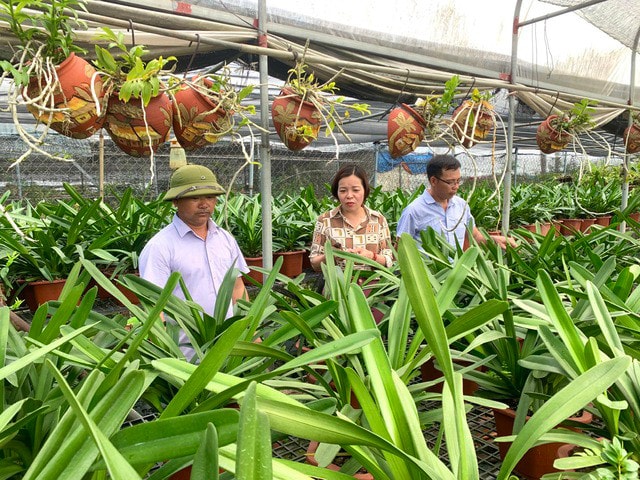 Anh Phạm Đức Tài, xã Mê Linh với mô hình trồng lan mang lại hiệu quả kinh tế cao (ảnh bài chính)