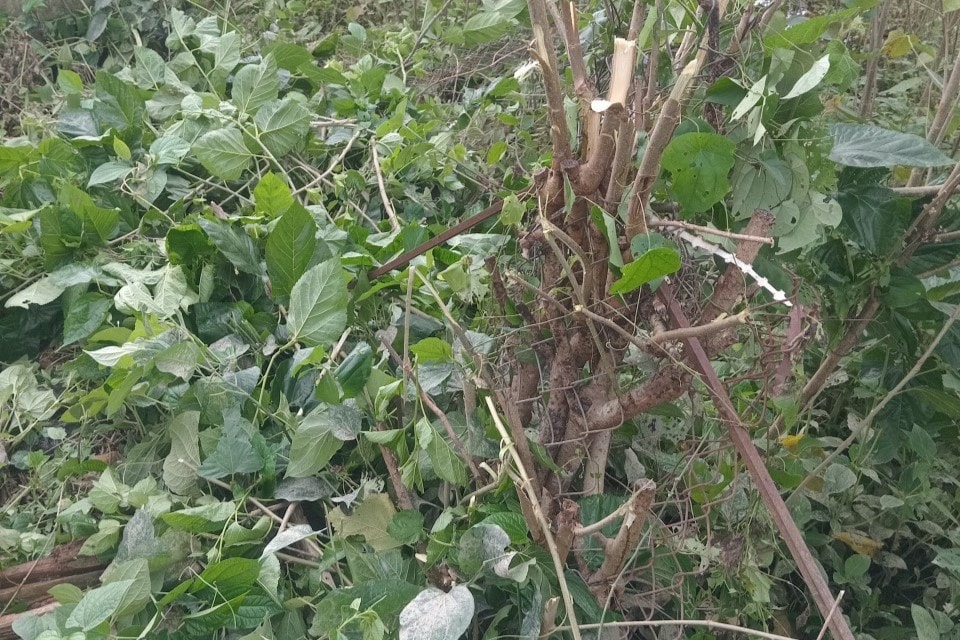 Lâm Đồng: Vụ đất đang canh tác của hàng loạt hộ dân bị san lấp, xây tường vây kín: Đề nghị sớm khởi tố vụ án. -0