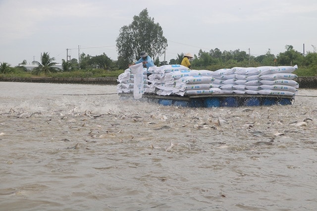 Khắc phục khó khăn để ngành cá tra phát triển bền vững -0