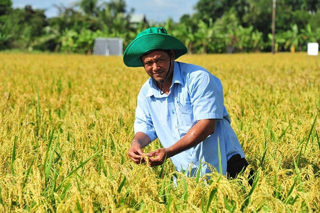 Lần đầu tiên tham gia mô hình canh tác lúa thông minh thích ứng với biến đổi khí hậu, ông Phạm Thanh Ca nhận thấy lợi ích vượt trội. Nguồn: ITN 