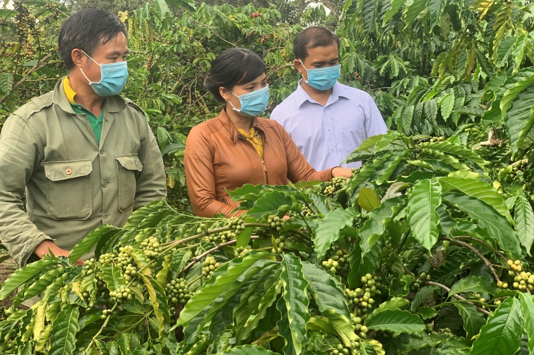 Đắk Lắk: Tháo gỡ vướng mắc, mở lối để hợp tác xã phát triển -0