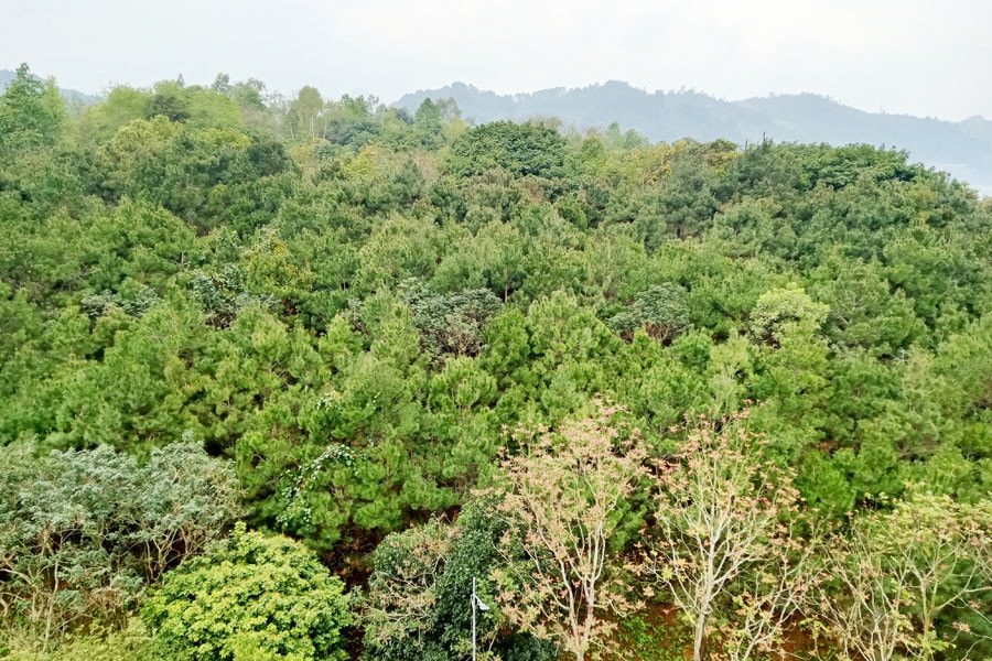 Phát triển kinh tế lâm nghiệp gắn với quản lý rừng bền vững -0