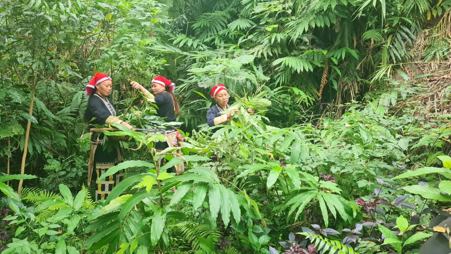 Phát triển kinh tế lâm nghiệp gắn với quản lý rừng bền vững -0