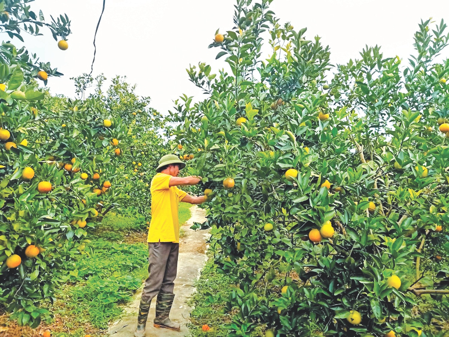 Cam Cao Phong góp phần xóa đói giảm nghèo cho đồng bào huyện Cao Phong, Hòa Bình Nguồn: ITN