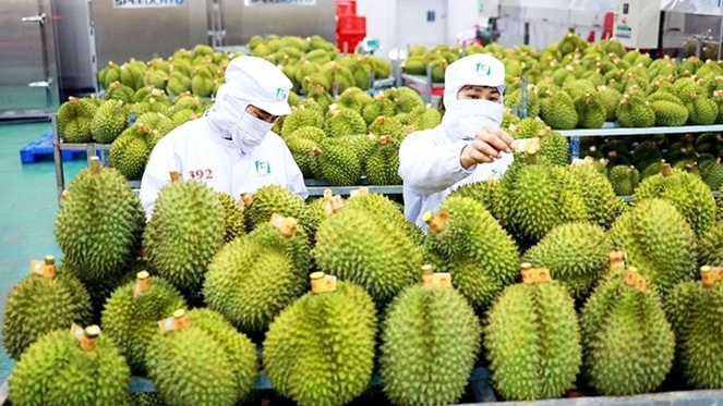 Năm 2023, xuất khẩu sầu riêng có thể cán mốc 2 tỷ USD 