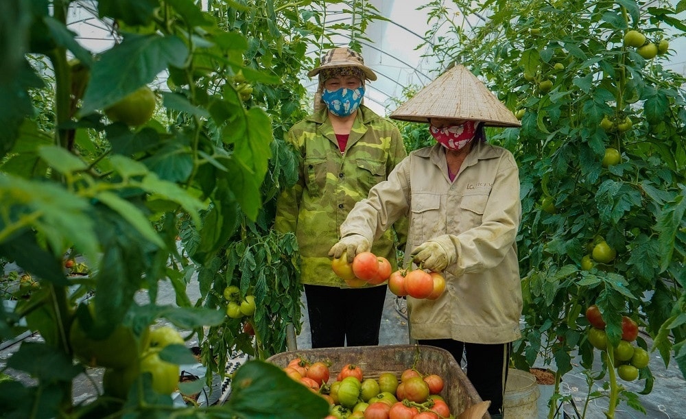 Triển khai có hiệu quả các giải pháp hỗ trợ phát triển kinh tế tập thể -0