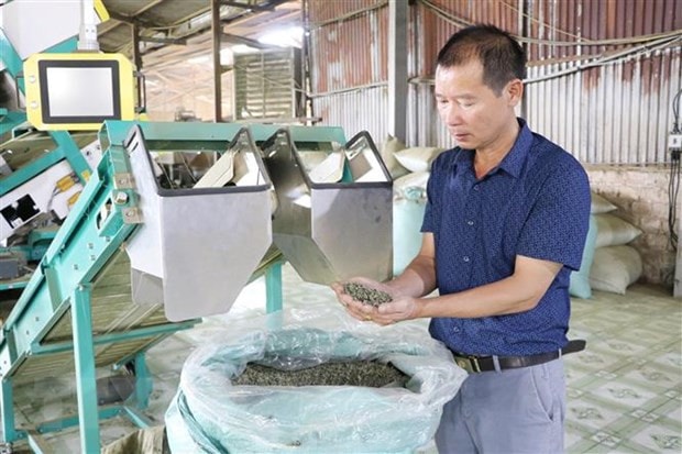 Ông Kim Văn Tân là tấm gương điển hình cho người nông dân chuyên nghiệp, vượt khó vươn lên làm giàu. Ảnh: TTXVN 