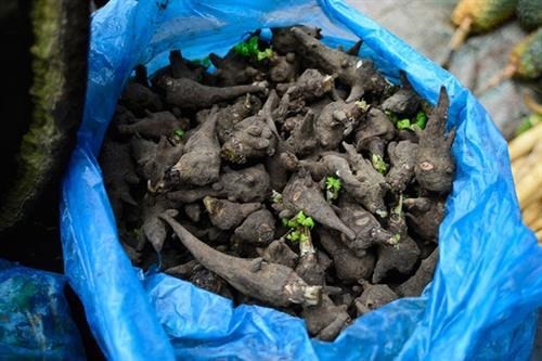 Uống rượu ngâm ấu tẩu, người đàn ông 49 tuổi nguy kịch -0