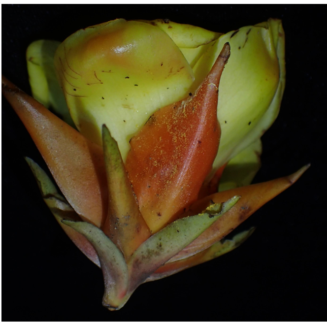Trà hoa vàng Văn Lang (Camellia vanlangensis): Một loài thực vật mới của thế giới phát hiện từ Việt Nam -0