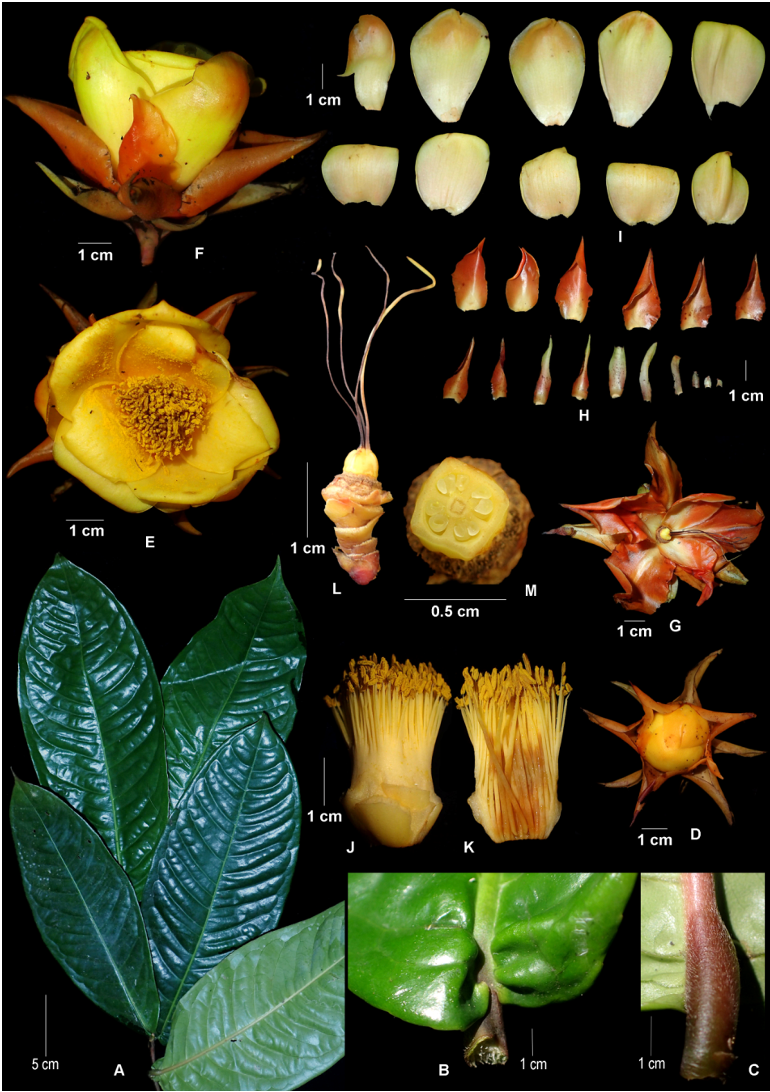 Trà hoa vàng Văn Lang (Camellia vanlangensis): Một loài thực vật mới của thế giới phát hiện từ Việt Nam -0