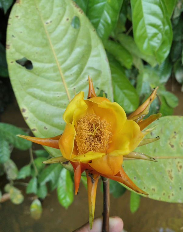 Trà hoa vàng Văn Lang (Camellia vanlangensis): Một loài thực vật mới của thế giới phát hiện từ Việt Nam -0