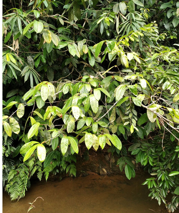 Trà hoa vàng Văn Lang (Camellia vanlangensis): Một loài thực vật mới của thế giới phát hiện từ Việt Nam -0