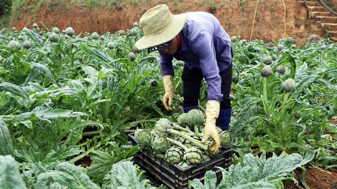 Nông dân thu hoạch cây atiso. Nguồn: ITN