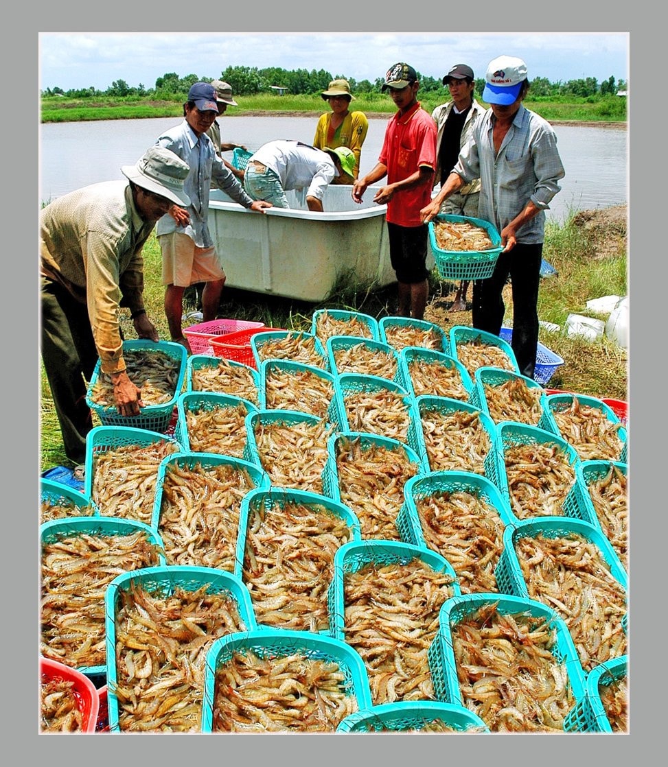Festival Tôm Cà Mau 2023 sẽ diễn ra nhiều hoạt động hấp dẫn -0