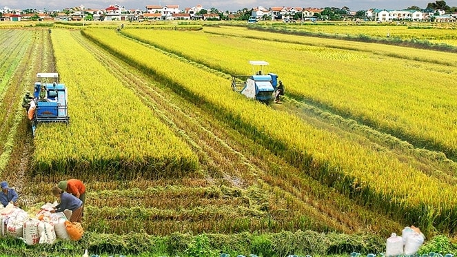 Đến cuối tháng 6.2023, tỉnh Trà Vinh có 25.679ha diện tích sản xuất nông nghiệp ứng dụng công nghệ cao. Ảnh: ITN