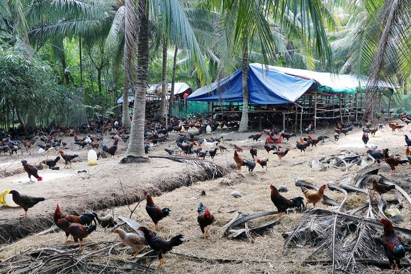 Tiền Giang: 215 khu dân cư không được phép chăn nuôi -0