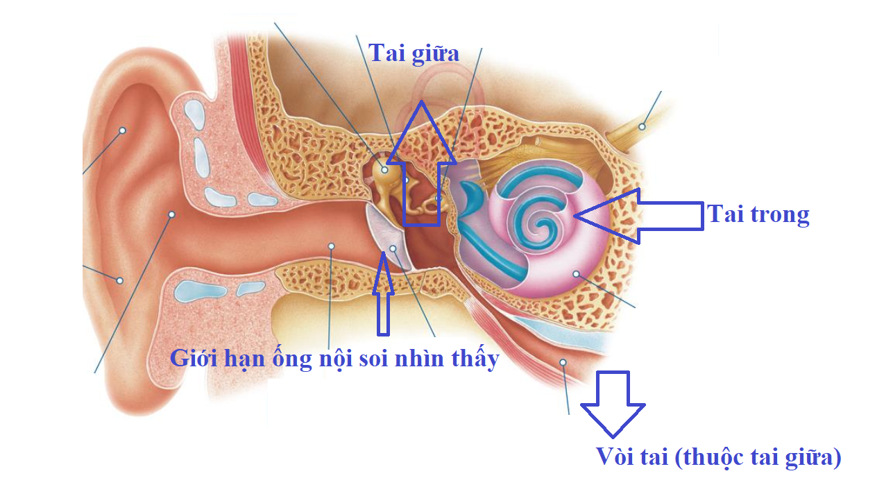 Tại sao bác sĩ khám tai mũi họng lại chỉ định đo thính lực - nhĩ lượng? -0