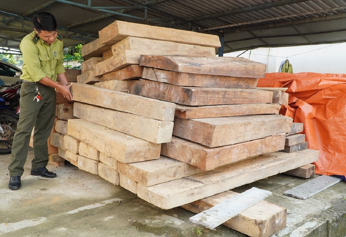 Từ đơn tố cáo, Kiểm lâm phát hiện gỗ lậu trên đất của Trưởng phòng Nội vụ huyện -0