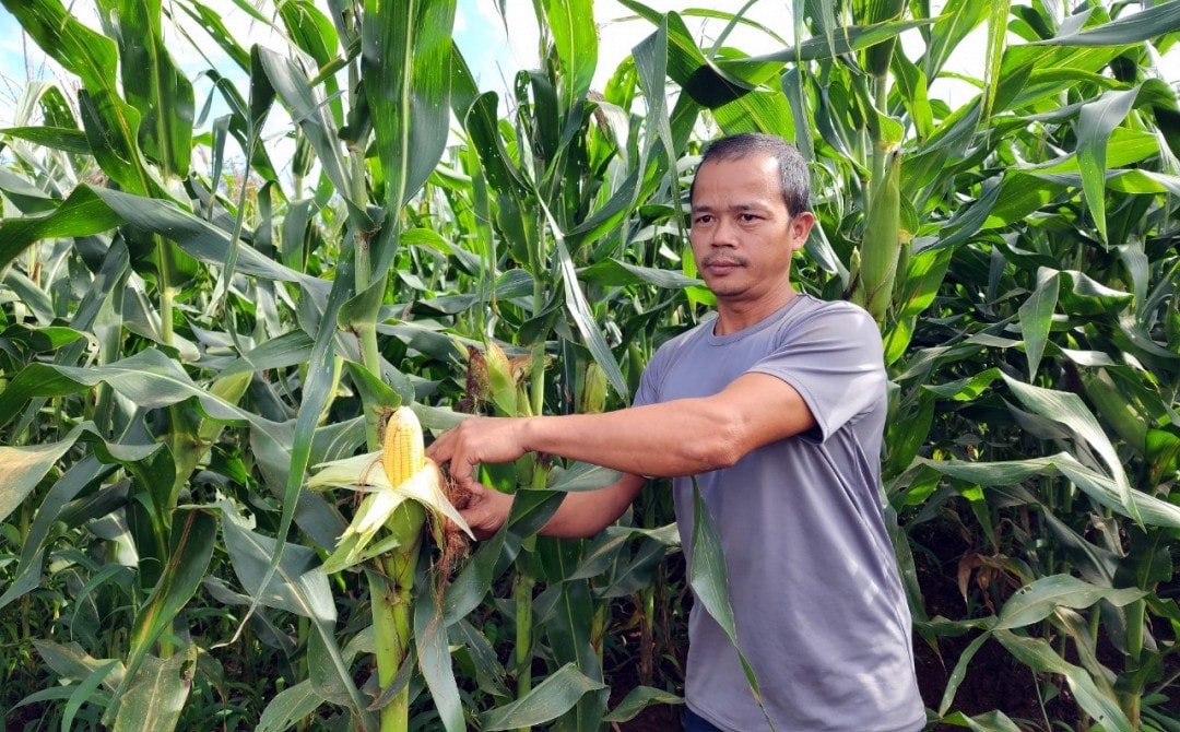 Đắk Lắk: Thử nghiệm giống ngô sinh khối thích ứng biến đổi khí hậu -0